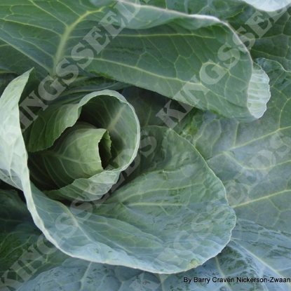 Picture of Cabbage Winter Jewel F1